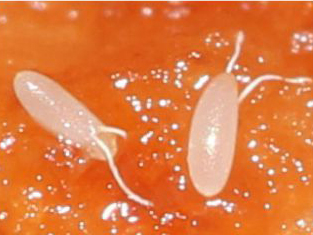 Huevos de drosophila suzukii