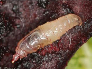 Larvas de drosophila suzukii