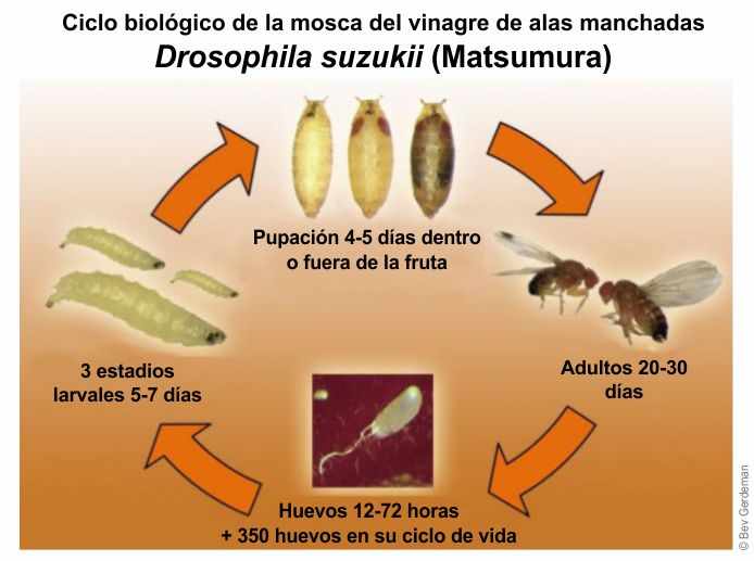 Ciclo biologico Drosophila suzukii