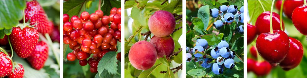 Tipos de frutos rojos