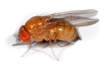 Hembra adulta de drosophila suzukii