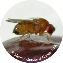 Drosophila suzukii