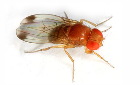 Adulto macho de drosophila suzukii