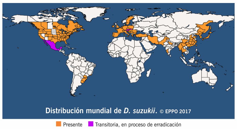 Tipos de frutos