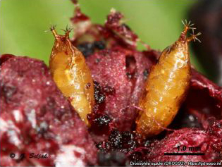 Pupa de drosophila suzukii